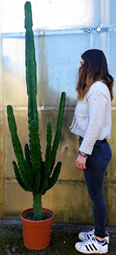 POWERS TO FLOWERS - EUPHORBIA VULCANA ERITREA, SPINA DI CRISTO, CACTUS DEL FREDDO, vaso 30cm diametro, altezza 18/200cm, pianta vera