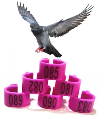 10 mm 001-100/001-200/001-300/001-400/001-500 Nr. Kunststoff-Vogelbein-Bandring, Henne, Taubenbein, Geflügel, Taube, Vogel, Küken, Papagei, Clip-Ring-Band 001-100 Lila