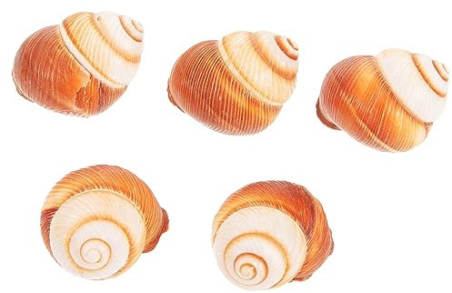 HOMOBABE 5pezzi Gusci di Lumache da Cucina per Cucinare Accessori per Cottura di Lumache Resistenti al Calore per Ristoranti