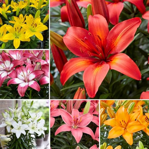 Lily Summer Fun Collection - Rapid-Blooming Asiatic Lilies for Stunning Garden Color - Versatile, Compact, and Prolonged Flowering - Ideal for Containers and Beds - 18x Bulbs by Thompson & Morgan