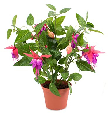 Fuchsia Natural la Planta que Requiere Poco Cuidado y Ofrece una Gran Recompensa Floral
