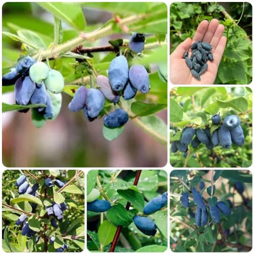 Semi di Lonicera caerulea - da frutto semi di per il giardino frutto colonnare resistente resistenti per il giardino resistenti 50pcs