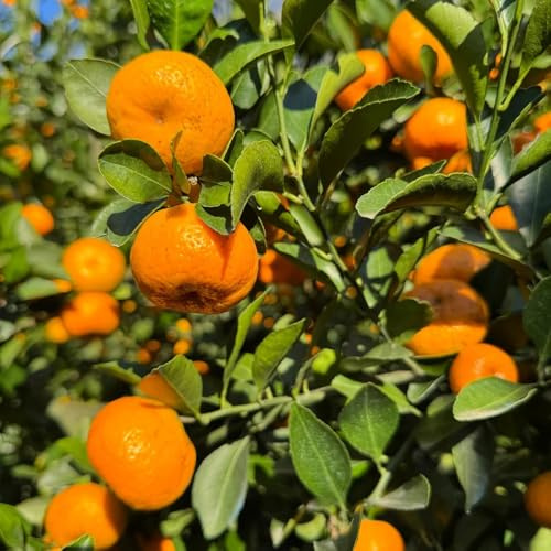 Comprar semillas de naranjo, jardín de cítricos reticulados, balcón, orgánicas 500pcs