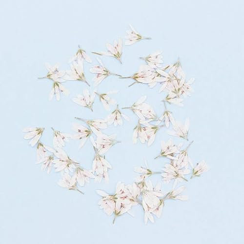 100 getrocknete, gepresste Lysimachia-Blumen, Pflanzen, Herbarium, Schmuck, Postkarte, Einladungskarte, Handyhülle, Lesezeichen, DIY-Weiß