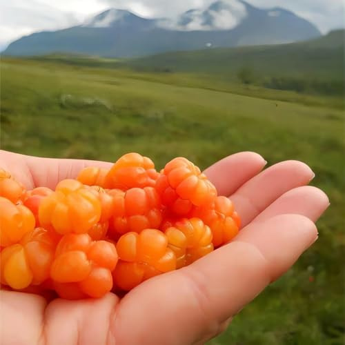 Semi di rovo camemoro - da frutto nani resistenti Rubus chamaemorus - da appartamento da frutto colonnari regali per gli amanti del giardino semi per aiuole 85pcs