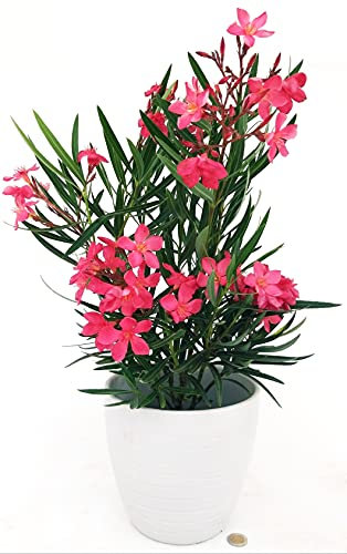 POWERS TO FLOWERS - OLEANDRO ROSA INTENSO DECO A RIGHE BIANCO, 1 PIANTA, vaso 15cm, pianta vera