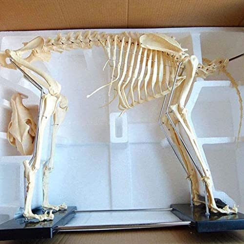 Hunde-/Katzen-Anatomie-Hundeskelett-Probenmodell, Tieranatomie-Lehrmodell, 4D-Hundetiermodell, das Organ, Biologie-Lehre, Veterinär-Lehre