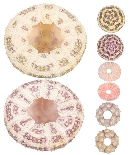 ORFOFE 6 Stück Seeigel Luftpflanzentöpfe Dekoration Wohnzimmer Miniatur Blumentöpfe Aus Natürlichen Seeigelschalen 3-7cm Selbstgemacht Bastelbedarf Tischdekoration