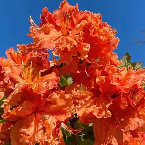 semillas resistentes de azalea - decoración balcones perennes jardín rocas 180pcs