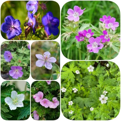 Semillas de geranio - semillas de verano mariposas jardineros orgánico ornamentales lugares soleados balcón Decoraciones 400pcs