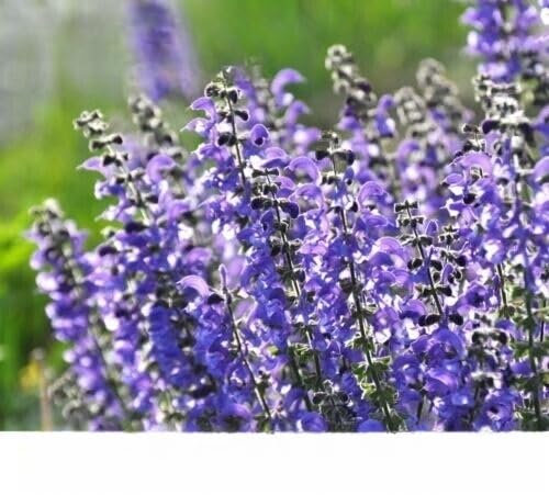 Meadow Sage Blue Clary sage 150 Seeds + Plant tag + Freebie - Salvia pratensis
