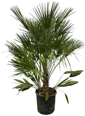 Trendyplants - Chamaerops Humilis - Höhe 150-170 cm - Europäische Zwergpalme - Winterhart - Gartenpflanze - Topfgröße Ø28cm