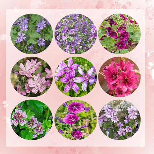 semi di malva selvatica esotiche balcone resistenti in vaso da aiuola vere perenni letti rialzati giardino 400pcs