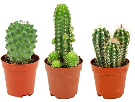 ZynesFlora Mini Kakteen im Set - 3 Stück im 5.5 cm Pflanztopf - Kleiner Kaktus Zimmerpflanze Sammlung - Höhe: 5-10 cm