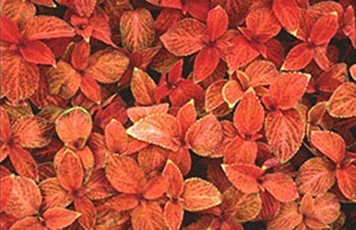 Coleus Wizard Series Sunset Annual Seeds