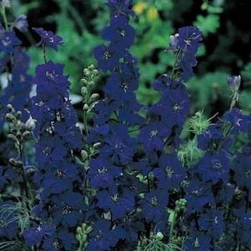 Delphinium/Larkspur consolida- blu Spire- 50 Semi