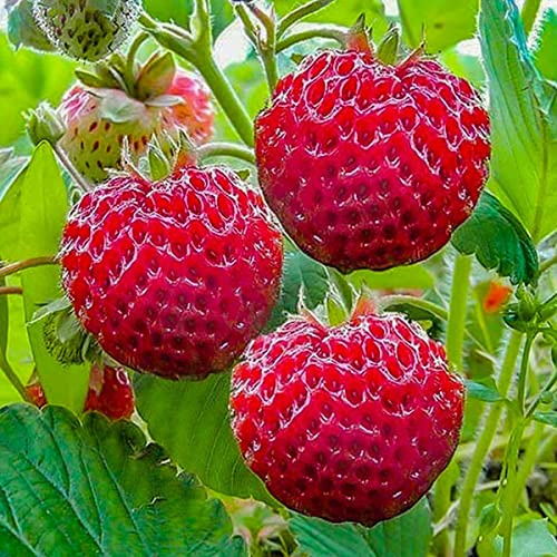 Pack de 10 Plants Fraise Framboise Très Savoureux - Fraises Délicieuses - Plants de Fraisiers - Plants de Fraisiers - Fruits Sains - Résistant - Facile à Cultiver - pour Jardin et Balcon - Frigo