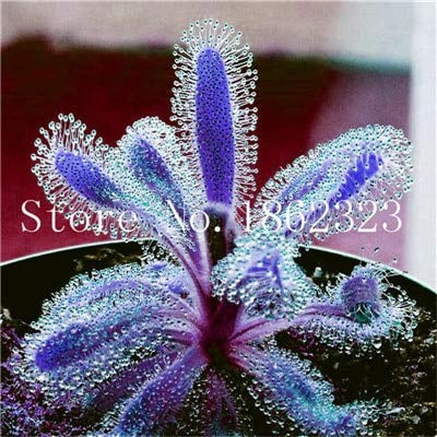 Shopmeeko Grande Promozione!!! 100 PZ Drosera Graines en pot Circulaire Drosera Graines carnivori Jardin Vénus piège Grana: 20