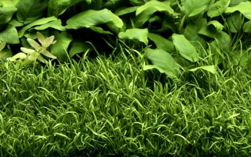 AquaOne Aquarium Pflanze 10 Stück Lilaeopsis brasiliensis Spar-Set | Wasserpflanze Aquariumpflanze Ausläufer einfach pflegeleicht Aquascaping Dekoration