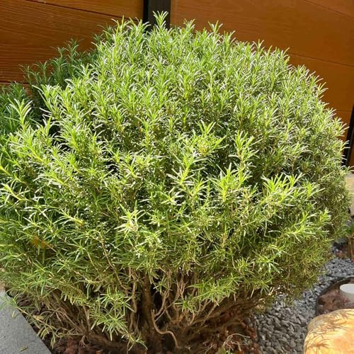 semi di rosmarino in vaso serre da balcone decorazione del giardino di giardino per la cucina balcone serra rare 250pcs