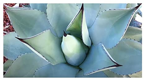 Stk - 10x Agave flexispina Agaven Garten Pflanzen - Samen ID680 - Seeds & Plants Shop by Ipsa