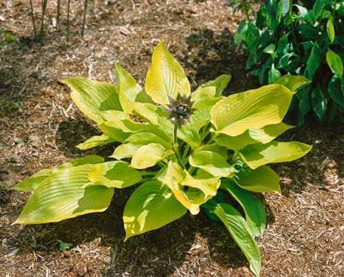 Hosta x fortunei 'Aurea' ca. 11x11 cm Topf – Winterhart, Mehrjährig, Pflegeleicht – Gelbrand-Funkie – Staude für Schattenbeet & Kübel