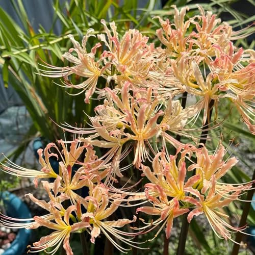 Lirio araña - Lycoris radiata jardín balcón de decoración de jardín 3bulbos