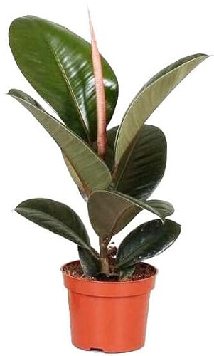 Ficus Elastica Natural Planta Conocida como el Árbol del Caucho
