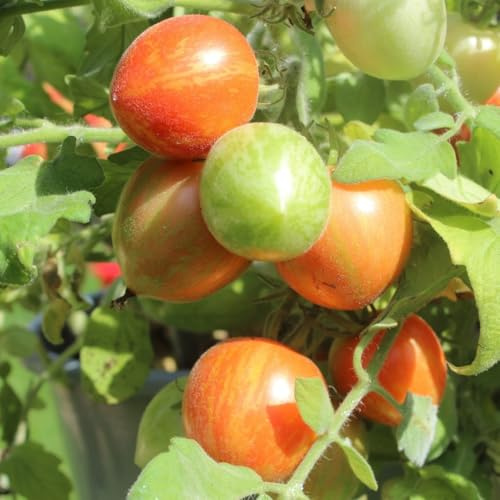 Fuzzy Wuzzy Bio-Tomatensamen