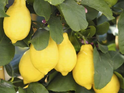 1 x Citrus 'Lemon' Tree, 40-50cm Tall in a Pot, Ready to Fruit