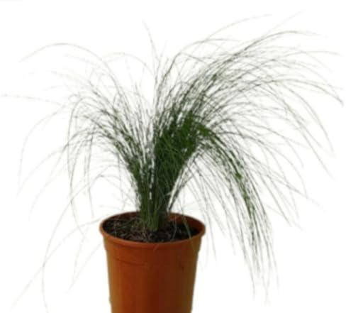 Planta natural de interior Stipa Tenuissima, 20-30 cm. Pasto mexicano, pasto plumoso. Pasto ornamental de finas hojas ondulantes, ideal para jardines con movimiento. Segura Garden.
