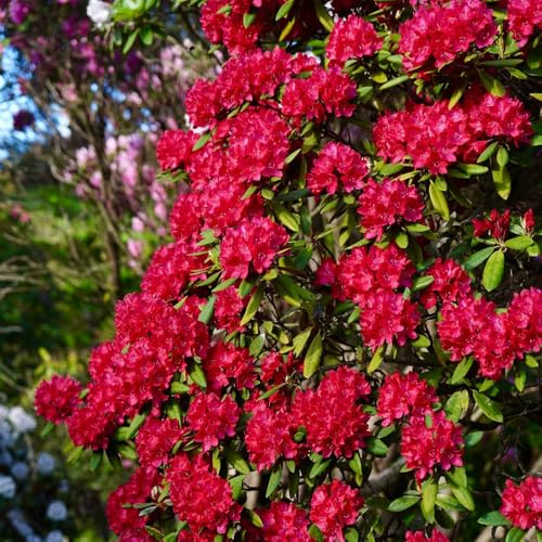 semi di rododendro - balcone resistenti azalea biologici di selvatici, perenni aiuola rialzata con primaverili 85pcs