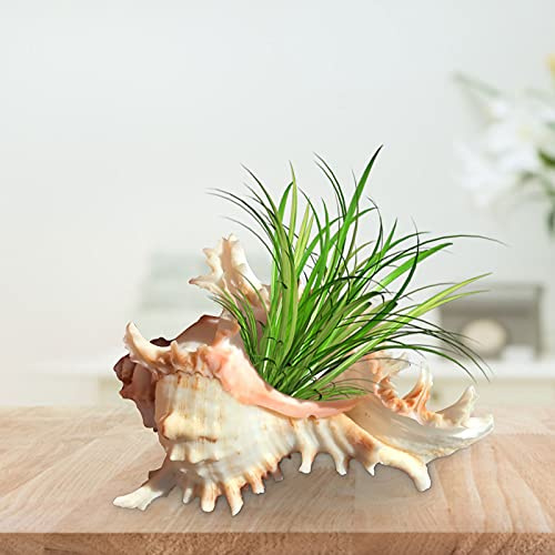 Cymwer 4.7 inch Sea Shell Plant Pots, Conch Sea Shell Plant Pots Outdoor Indoor Small Plant Pots Decorative Air Plant Holder, Mini Shell Succulent Display Container for Home Outdoor Garden Decor