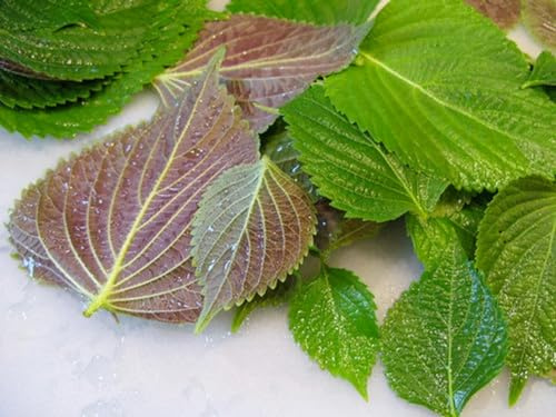 800 Seeds Korean Perilla SHISO herb Seeds; 들깨 깻잎 朝鮮紫蘇 シソ