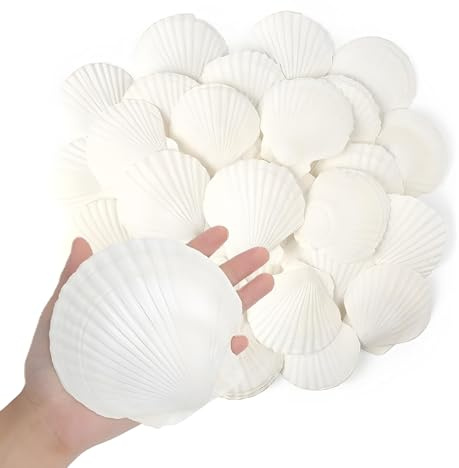 20PCS Natural White Scallop Seashells 8–10CM | Sea Shells for DIY Crafts, Wedding & Event Décor, Coastal Home Decoration, Aquarium Fillers & Beach Party Accents