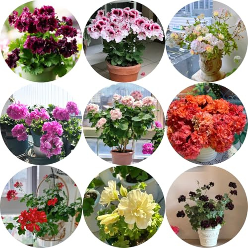 semi di geranio pelargonium Decorazioni autunnali per un giardino resistente gerani da balcone insoliti ornamentali per luoghi soleggiati di semi 350semi