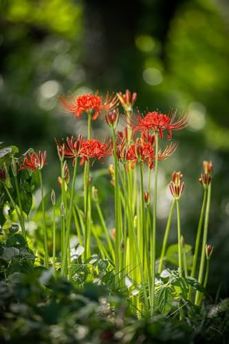 Sfuso Lycoris bulbi, Giglio Ragno pianta vera,Piante perenni,Decorazione del giardino, bulbi belli e sani(non fiori artificiali)-8 bulbs-B