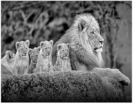 SHEGZHUC 50 x 40 cm Diamond Painting Lion and Lioness Diamond Painting Lion Head Diamond Painting Lion Black White Animals Diamond Painting Art Embroidery Cross Stitch Pictures Gift Wall Decoration