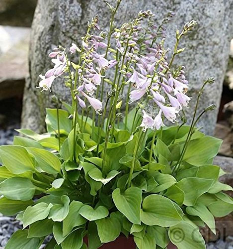 Funkie Stenantha - Hosta fortunei