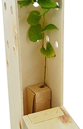 Gelso nero (Morus Nigra) - Albero da frutto rustico ed elegante - Giovane germoglio di 30 cm ricevuto in una scatola di legno riutilizzabile - 1 unità