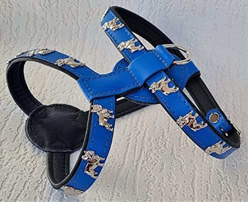 Bully Französische Bulldogge French Bulldog Frenchie Geschirr Brustgeschirr Echt Leder - 3 Verschiedene Größen BLAU - Schwarz (1. Brustkorb 43-48cm/53cm)