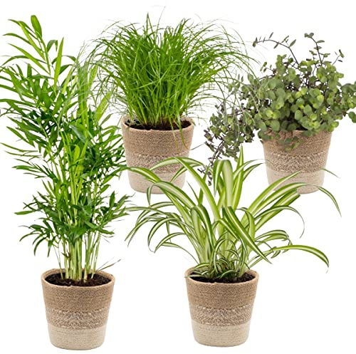 Bloomique - 3er-Set - Haustierfreundliche Mischung inkl. Jutekorb - Haustierfreundlich - Topf 12 cm -Höhe 15-25 cm