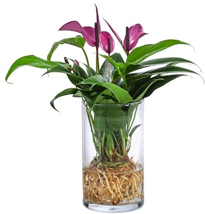 Dehner Waterplant Flamingoblume, im Glas, lila, Ø 9 cm, Höhe 25 cm | Anthurium Zizou, Wasserpflanze, pflegeleichte Zimmerpflanze, für schattige bis halbschattige Standorte