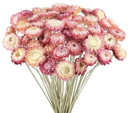 Songjum 50PCS Daisy Bouquet Dried Flower Natural Chrysanthemum Multicolor Dried Daisies for Vase Home decor Party DIY Arrangement Wheat Straw Bulk Party Decoration(Pink)