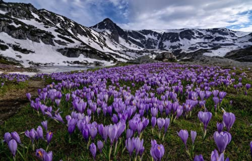 LHJOYSP 3D Puzzle Allianz Arena 1000 Teile,natürliche Schönheit,Blumen,Krokus,Bulgarien,Rila-Nationalpark,Rila-Gebirge,75x50cm
