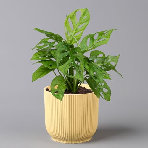 Monstera adansonii in Übertopf Vibes gelb, Topf-Ø 12 cm, Höhe ca. 25 cm