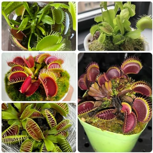Venusfliegenfalle - Dionaea muscipula - winterharte für garten balkonpflanzen exotische zimmerpflanzen büropflanzen 100pcs