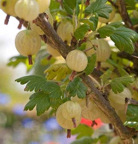 Hochstamm Stachelbeere Invicta 100-125cm - Ribes uva-crispa - lebende Gartenpflanze aus den Baumschulen