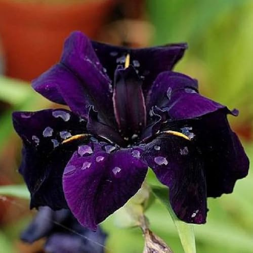 iris resistentes de balcón decorativas balcón camas elevadas bulbos de decoración oficina prado reverdecimiento tejados bonsái 21pcs