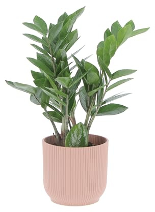 KENTIS - Zamioculcas Zamiifolia - Piante Vere da Appartamento - Pianta Purificante Aria - Facile Cura - H 25-35 cm Vaso Ø 12 cm